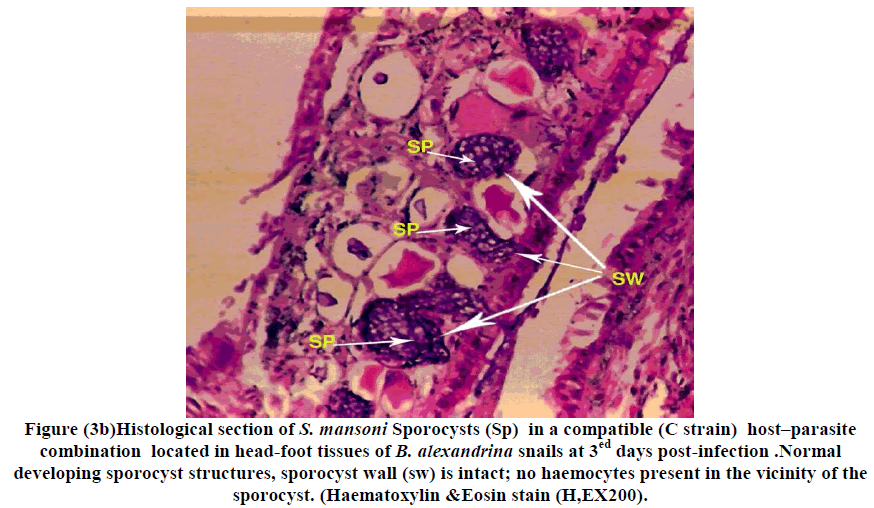 experimental-biology-mansoni-Sporocysts