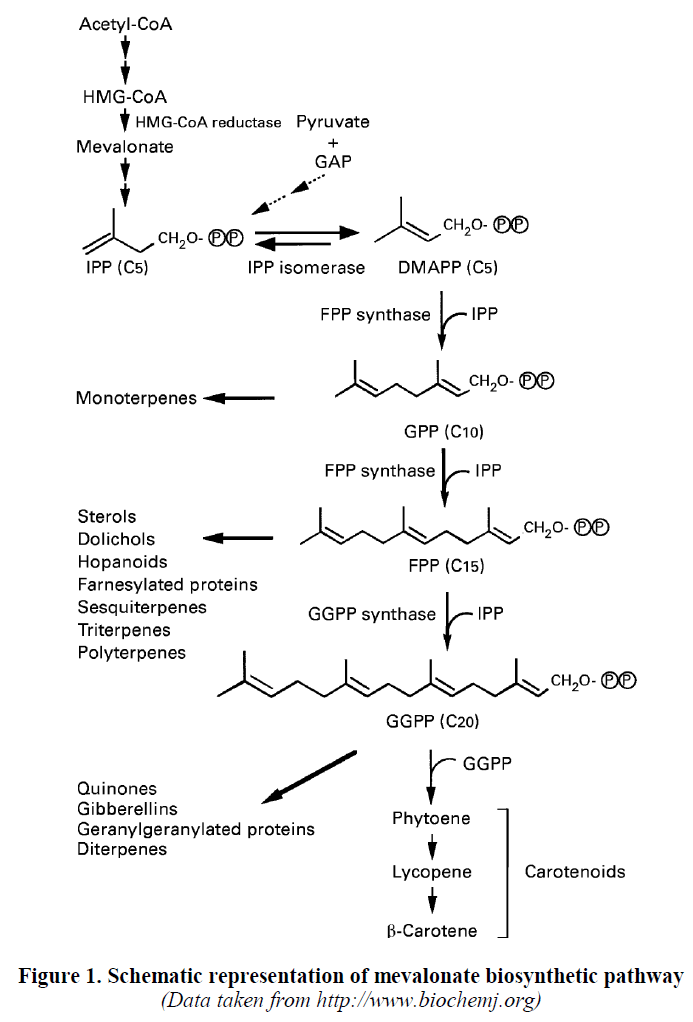 experimental-biology-mevalonate-biosynthetic