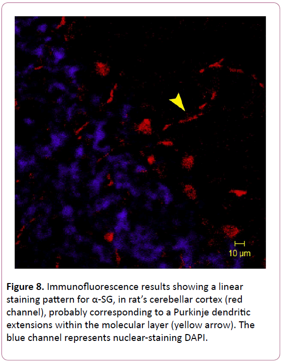 experimental-biology-molecular-layer