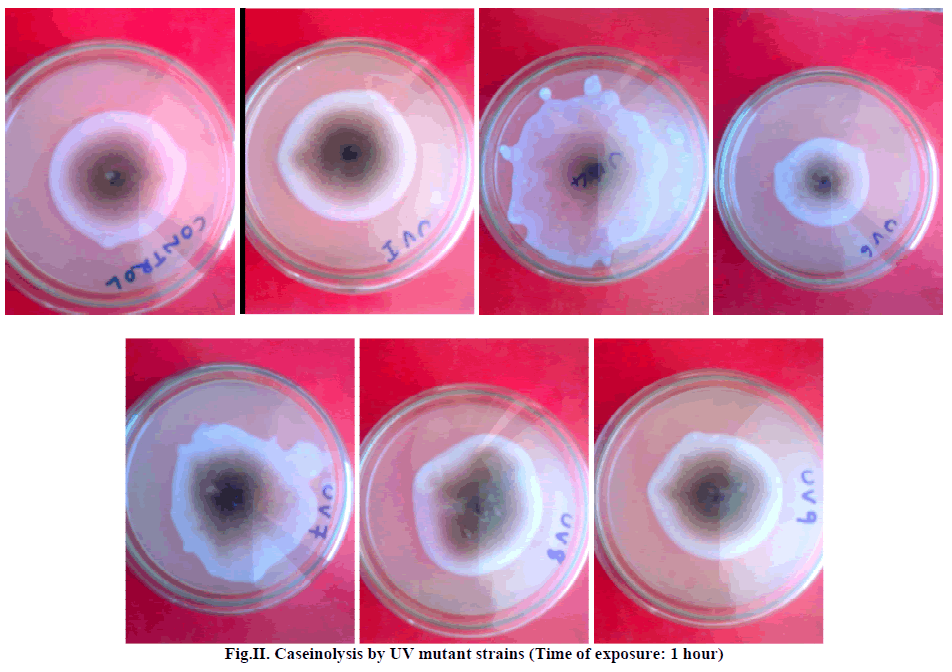 experimental-biology-mutant-strains