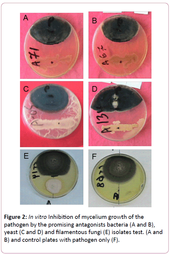 experimental-biology-mycelium-growth