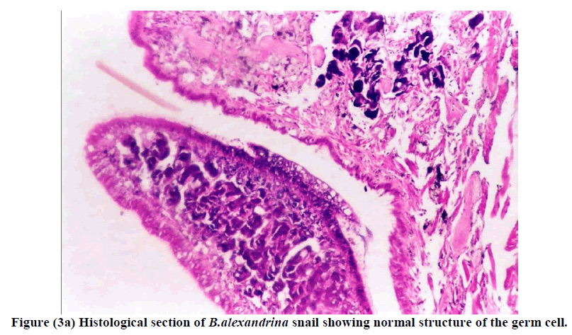 experimental-biology-normal-structure