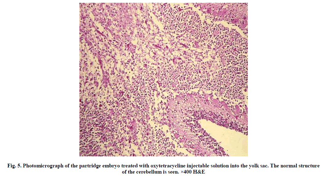 experimental-biology-normal-structure