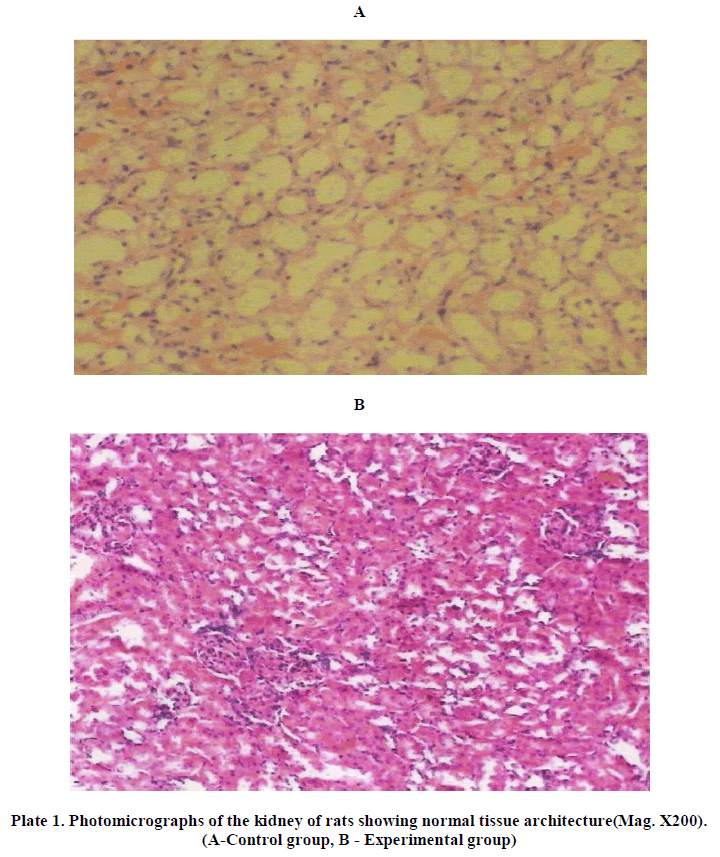 experimental-biology-normal-tissue-architecture