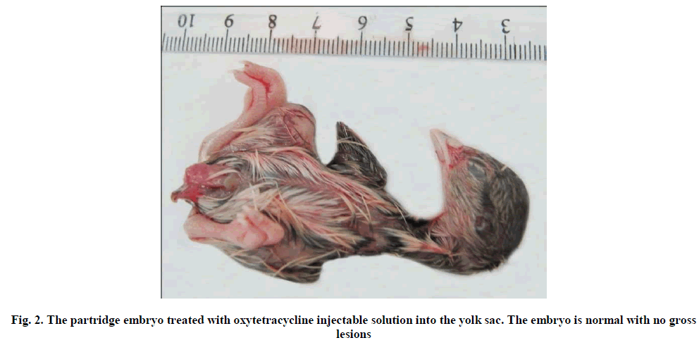 experimental-biology-oxytetracycline-injectable-solution