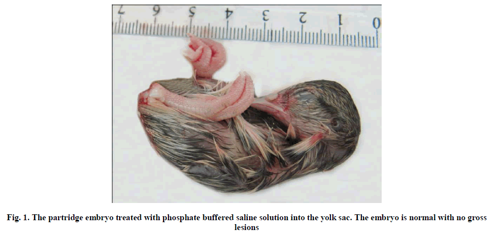 experimental-biology-partridge-embryo-treated