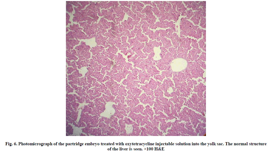 experimental-biology-partridge-embryo-treated