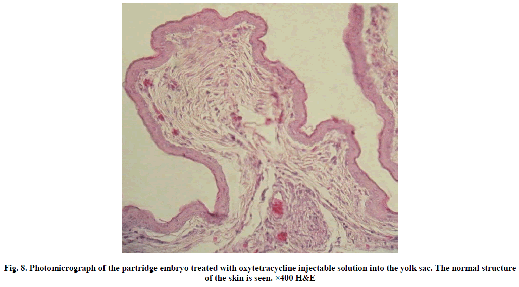 experimental-biology-partridge-embryo-treated