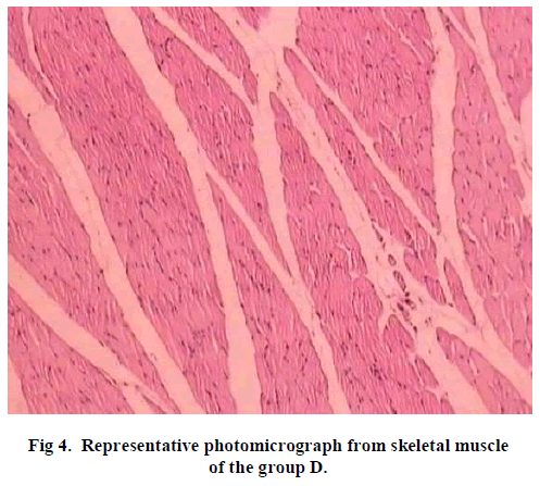 experimental-biology-photomicrograph-skeletal