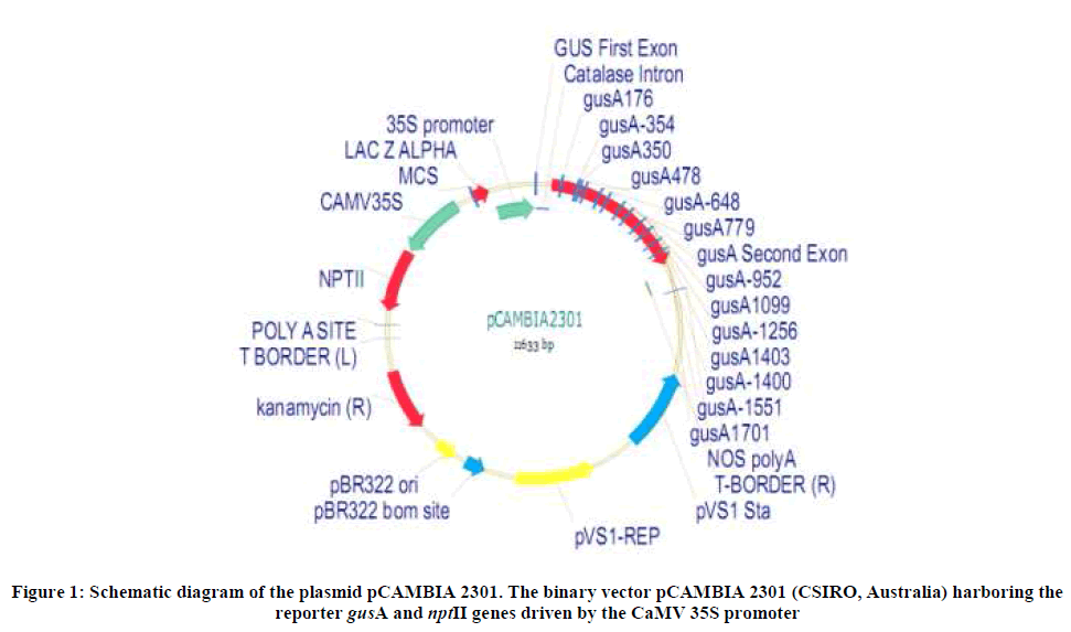 experimental-biology-plasmid-pCAMBIA-2301