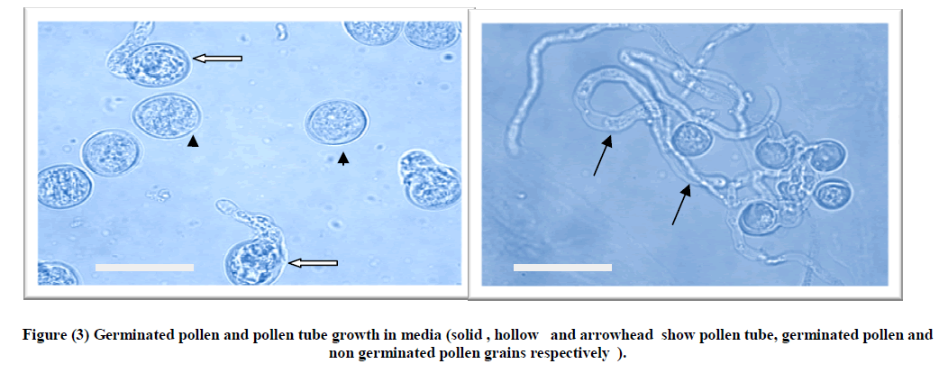 experimental-biology-pollen-tube-growth