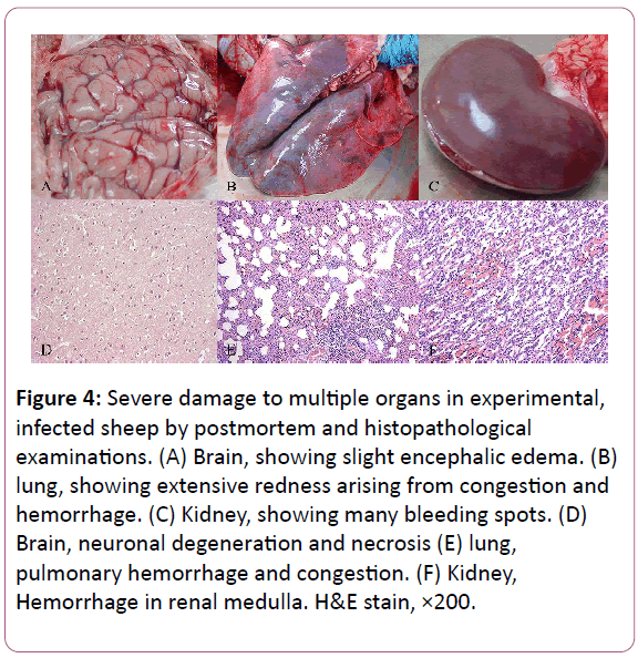 experimental-biology-postmortem-histopathological