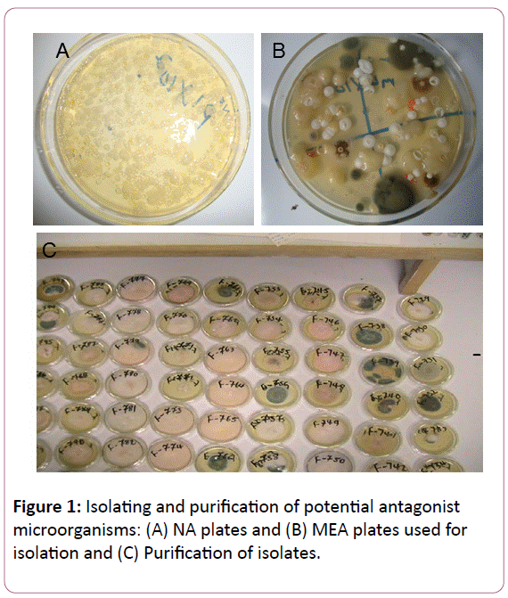 experimental-biology-potential-antagonist