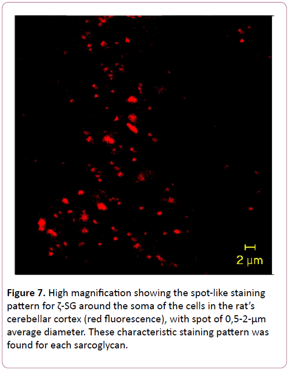 experimental-biology-red-fluorescence