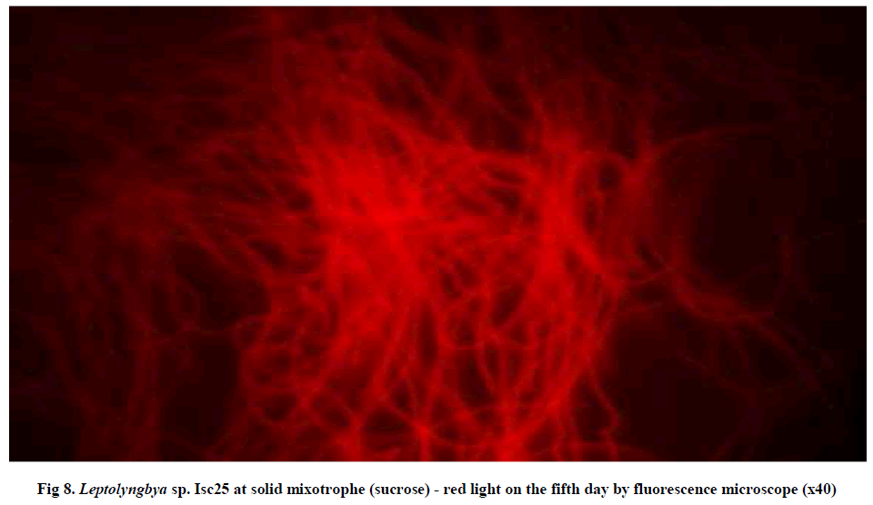 experimental-biology-red-light-fifth-day