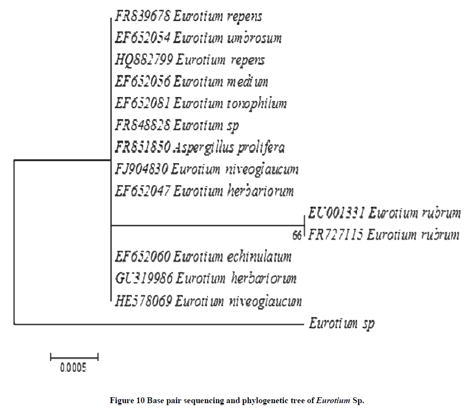 experimental-biology-sequencing-phylogenetic-tree