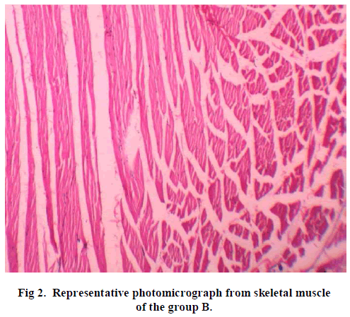 experimental-biology-skeletal-muscle