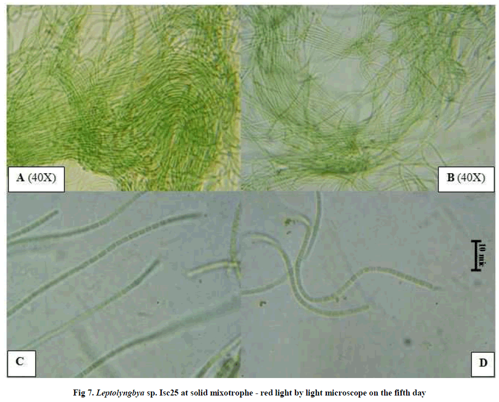 experimental-biology-solid-mixotrophe