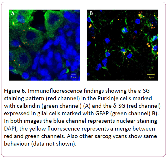 experimental-biology-staining-pattern