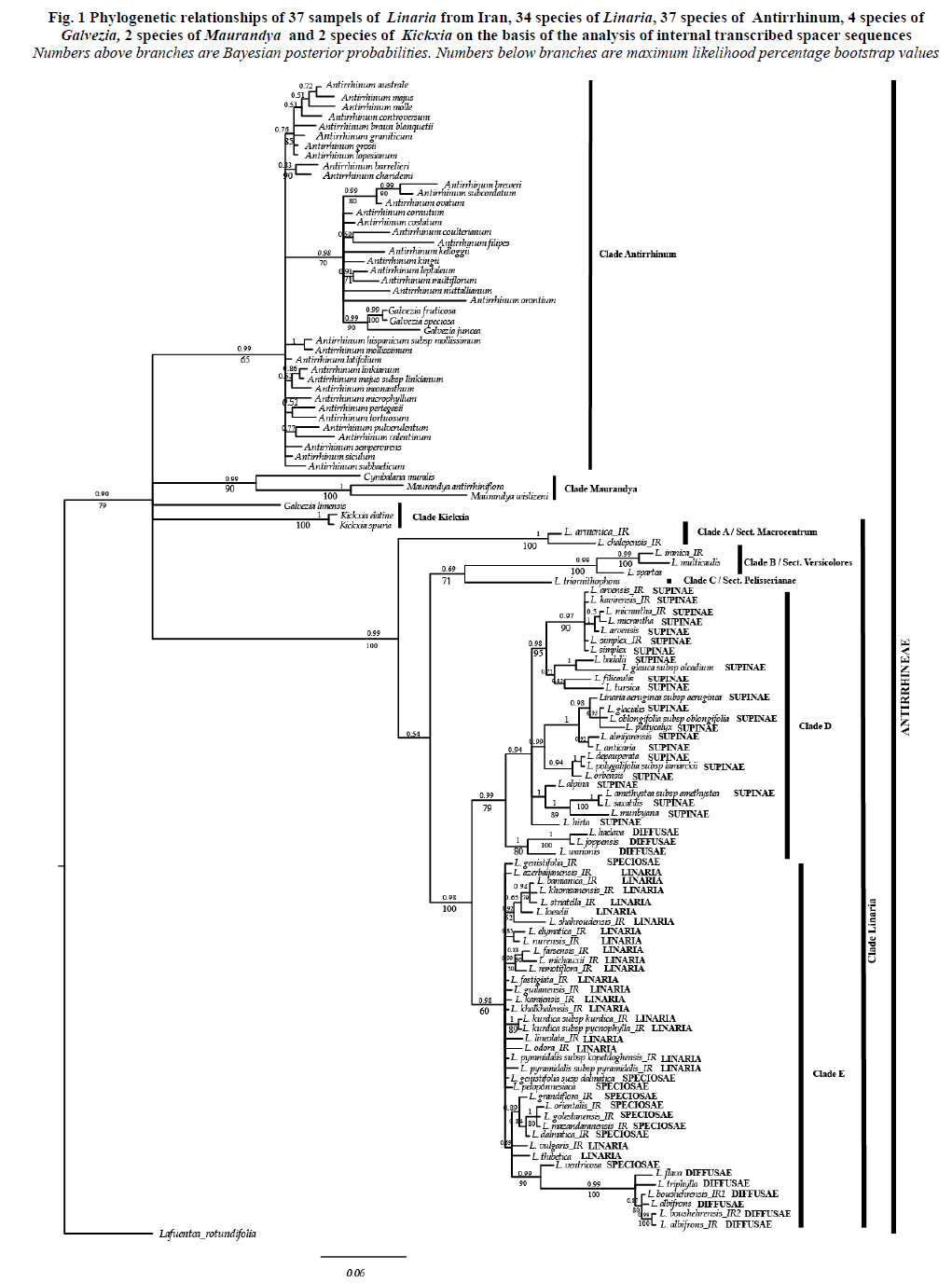 experimental-biology-transcribed-spacer-sequences