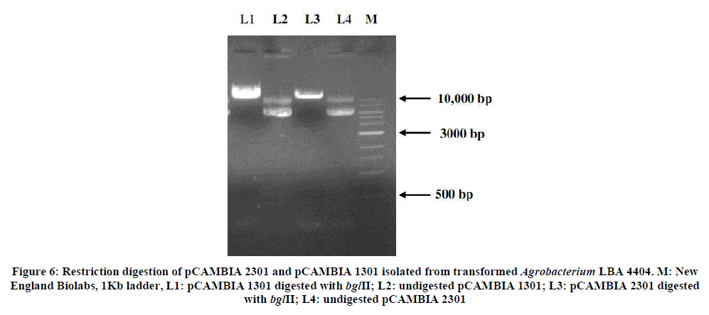 experimental-biology-transformed-Agrobacterium