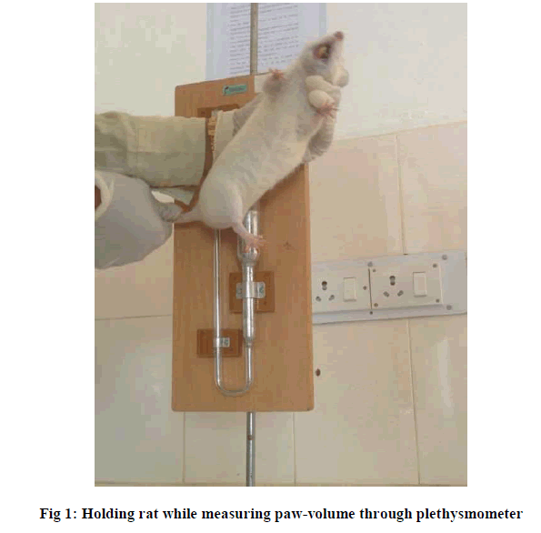 experimental-biology-while-measuring-paw