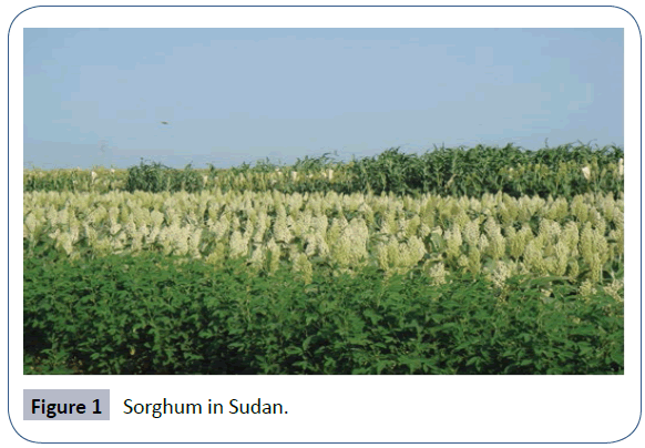 food-nutrition-population-health-sorghum-sudan