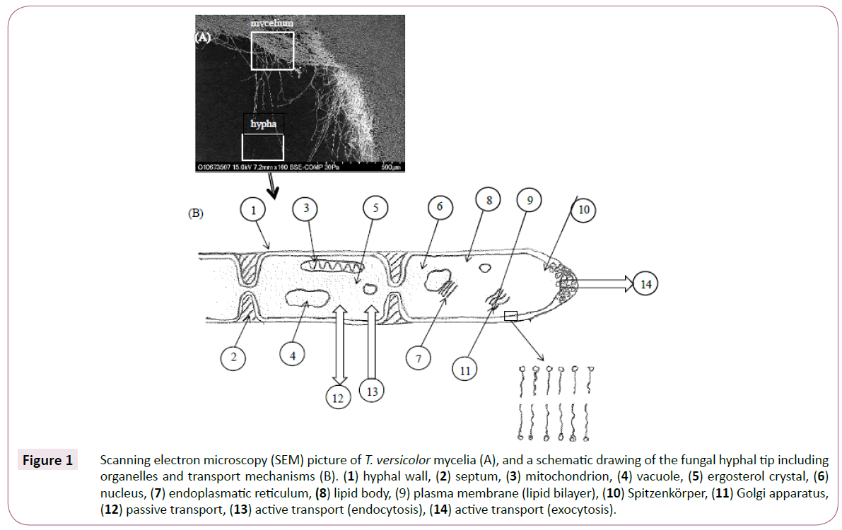 green-chemistry-Scanning-electron-microscopy