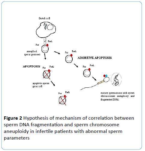 gynecology-obstetrics-Hypothesis-mechanism-correlation