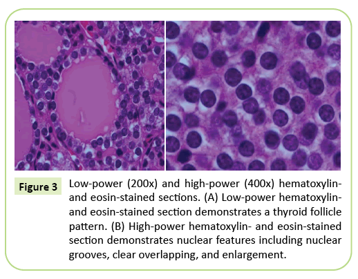 gynecology-obstetrics-hematoxylin