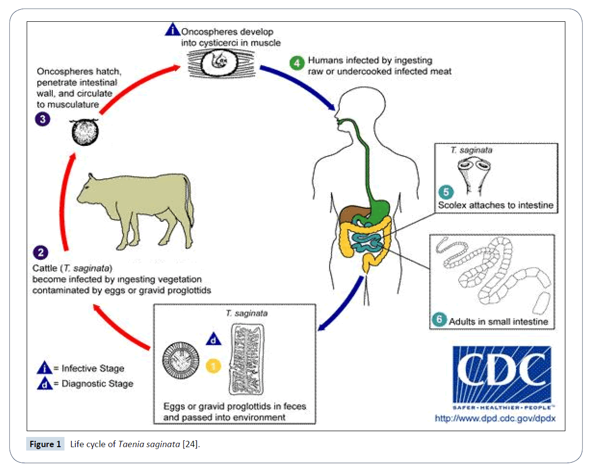 healthcare-communications-Life-cycle