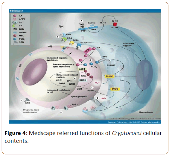 infectioncontrol-Cellular-contents