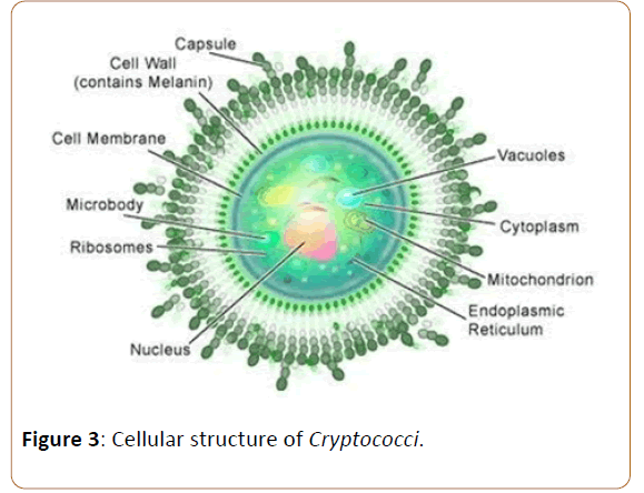 infectioncontrol-Cellular-structure