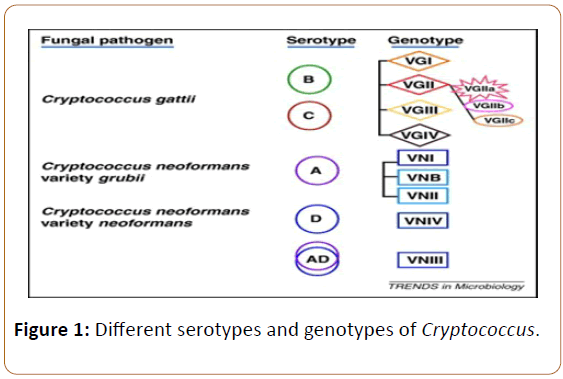 infectioncontrol-Different-serotypes