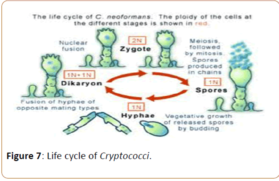 infectioncontrol-Life-cycle