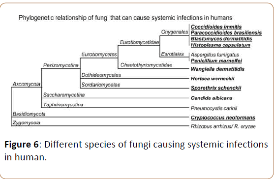 infectioncontrol-systemic-infections