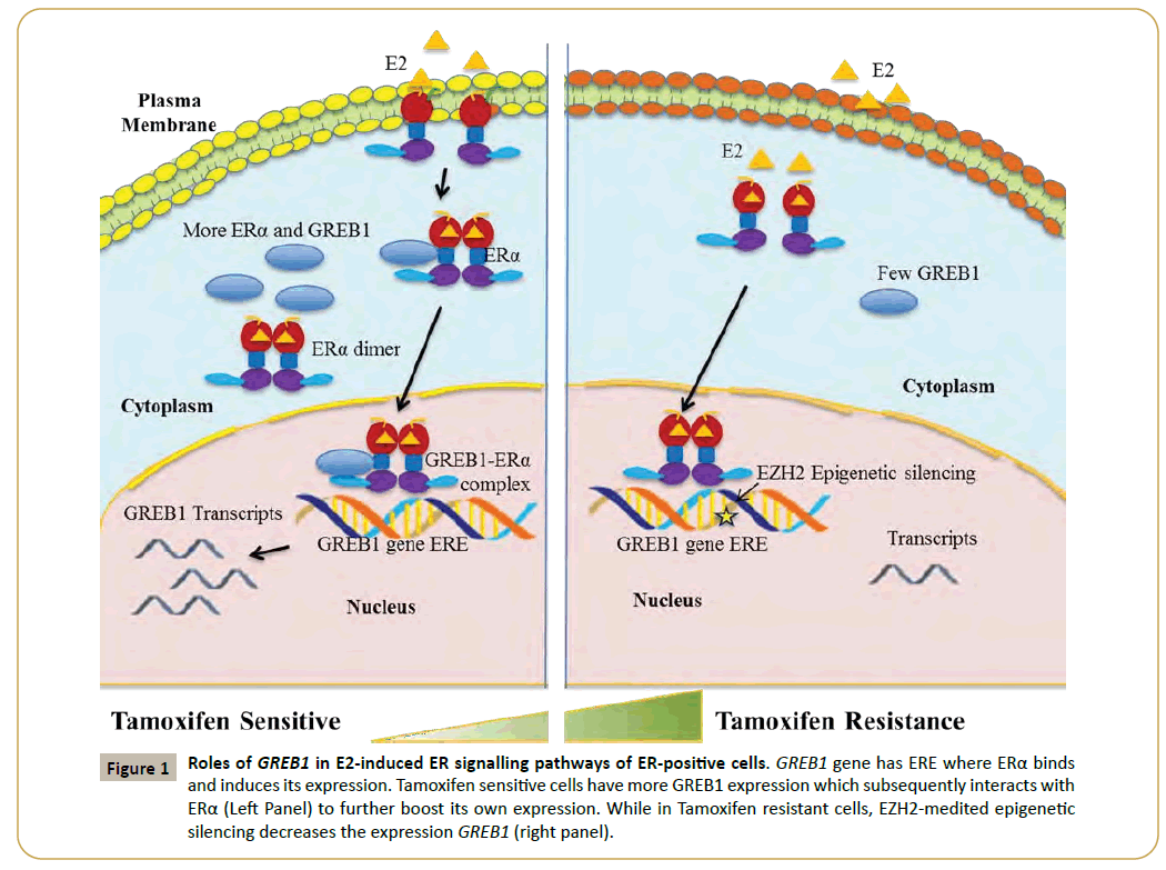 insights-biomedicine-tamoxifen-sensitive-cells