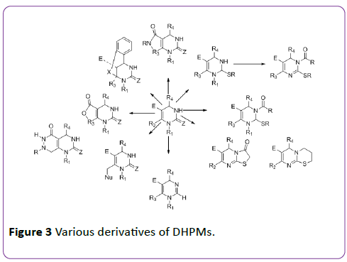 insights-in-pharma-research-Various-derivatives