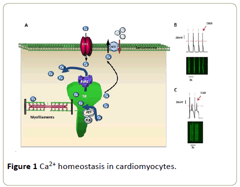 interventional-cardiology-homeostasis-cardiomyocytes