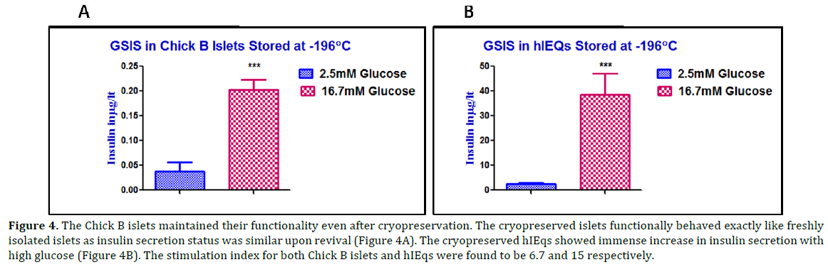 pancreas-Chick-b-islets-functionality