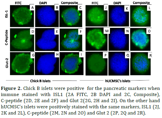 pancreas-Chick-b-islets-pancreatic-markers