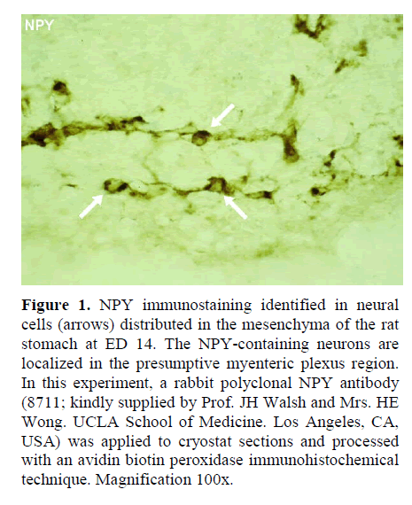 pancreas-NPY-immunostaining