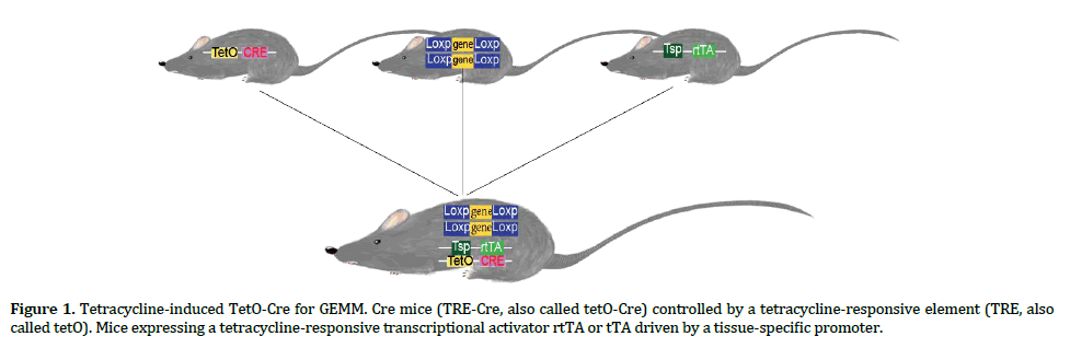 pancreas-Tetracycline-induced