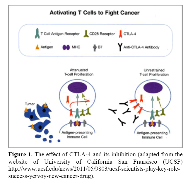 pancreas-University-California-San-Fransisco