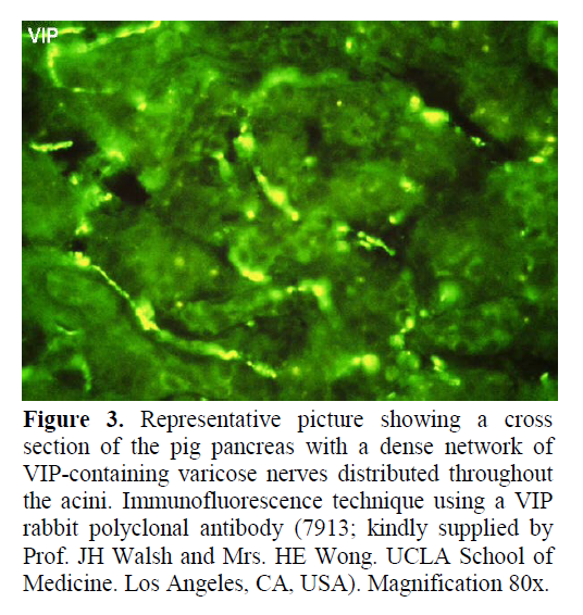 pancreas-VIP-containing-varicose