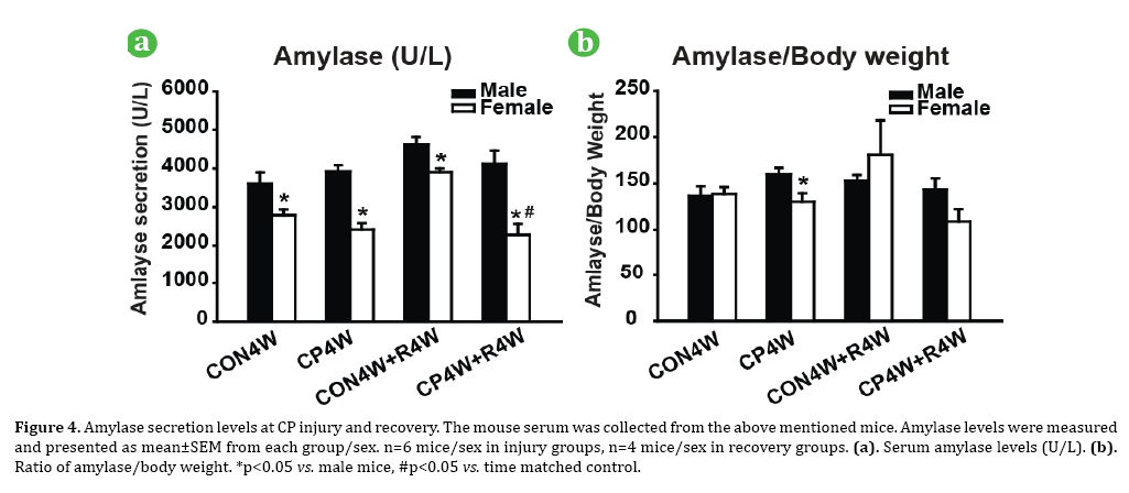 pancreas-amylase