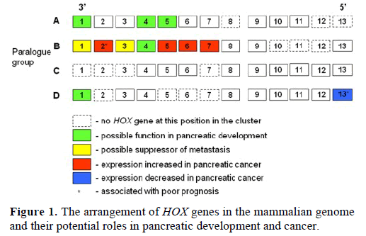 pancreas-arrangement-genes-genome