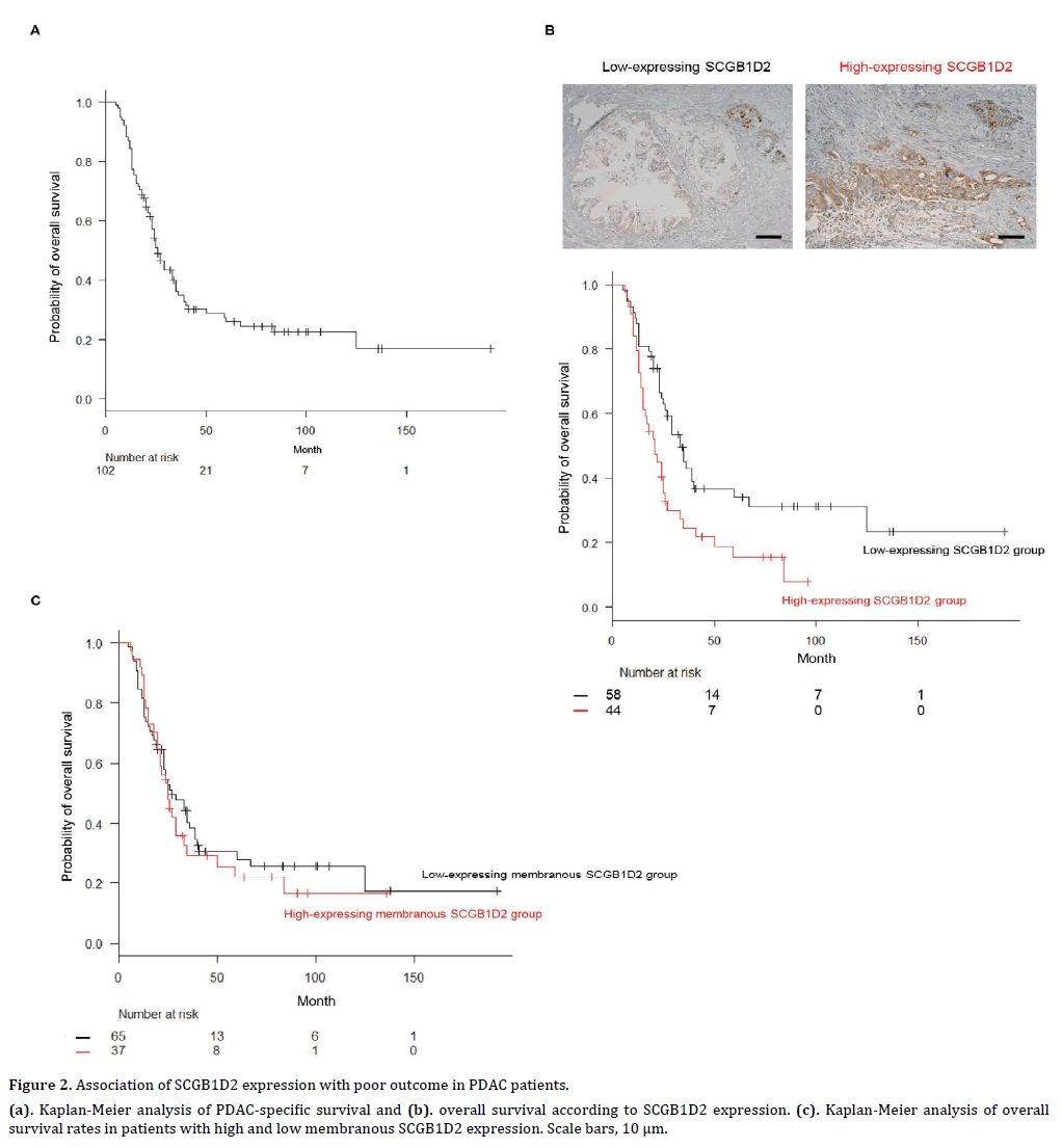 pancreas-association-scgb1d2-expression