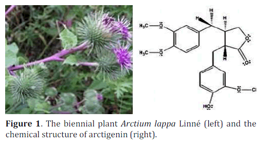 pancreas-biennial-plant-chemical