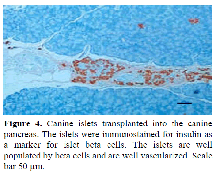 pancreas-canine-islets-transplanted